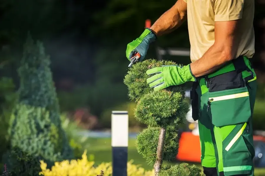 Professional Bush Trimming Wirtz VA Professional Bush Trimming Wirtz VA