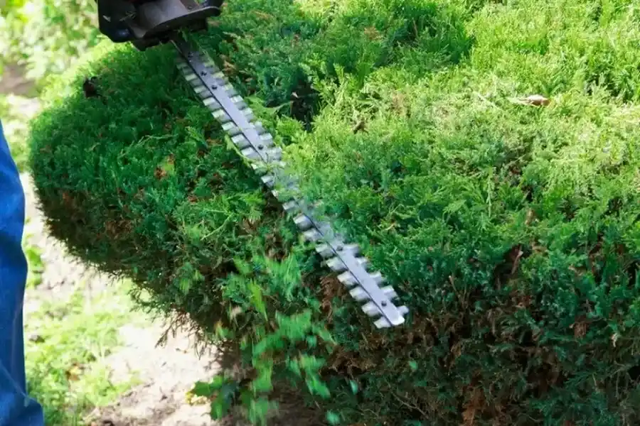 Quality Bush Trimming Wirtz VA Quality Bush Trimming Wirtz VA